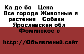 Ка де бо › Цена ­ 25 000 - Все города Животные и растения » Собаки   . Ярославская обл.,Фоминское с.